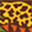 Perth Zoo Perth