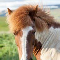 St Simon Thoroughbreds