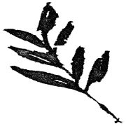 The Album Leaf