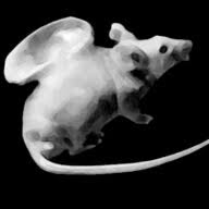 White Mice