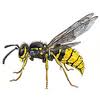 Yellowjackets W Mike